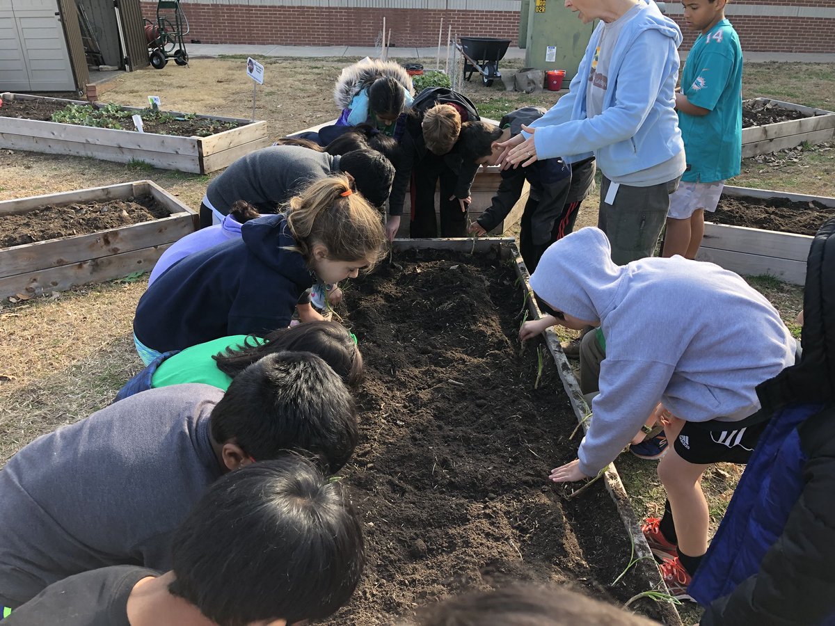 mskimcatherine's tweet photo. Planting onions at our TCE Garden #tce3rdgrade #TCETexans https://t.co/HsOoBvvPw3