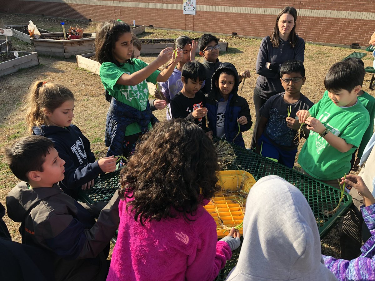 mskimcatherine's tweet photo. Planting onions at our TCE Garden #tce3rdgrade #TCETexans https://t.co/HsOoBvvPw3