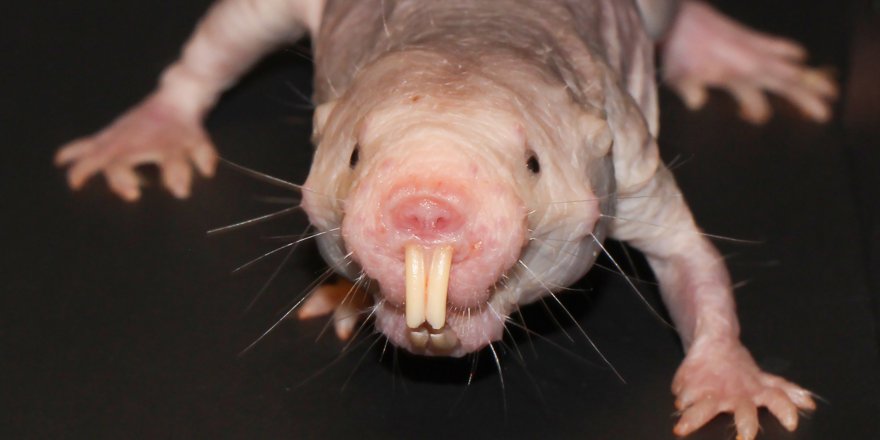 Close-up of a naked mole-rat, looking directly at the camera.