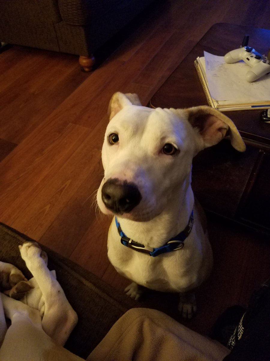 K9Drc's tweet photo. https://t.co/ABloy6G4kj