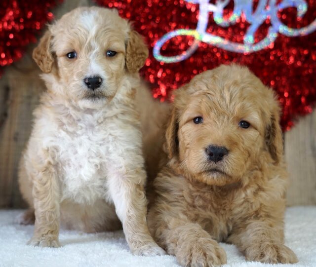 SLUHCashbah's tweet photo. Here’s an auction sneak peek. Golden doodle pups Belle and Prince. They’re TWINS!
#cashbah
#sluh200
#doublyblessed
#TWINS
#twocenturies
#TraditionNeverGraduates https://t.co/YKwCQpJyJ2