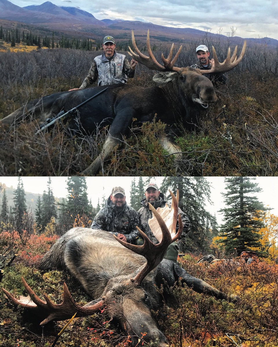 riataworldwide's tweet photo. Alaskan Moose Success! #riatahuntfish #adventure #monstermoose #moose #moosehunting #alaska #alaskanmoose https://t.co/JZ5JLYIexI