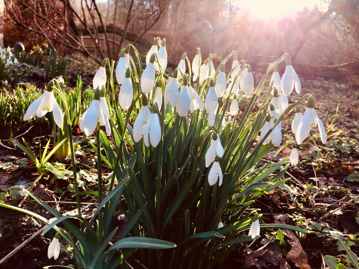 Gorgeous #SnowDrops - we're holding out for #spring in the #garden on #worcestershire #Shropshire border 🙂