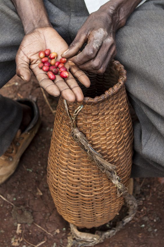 Farm Africa tweet media