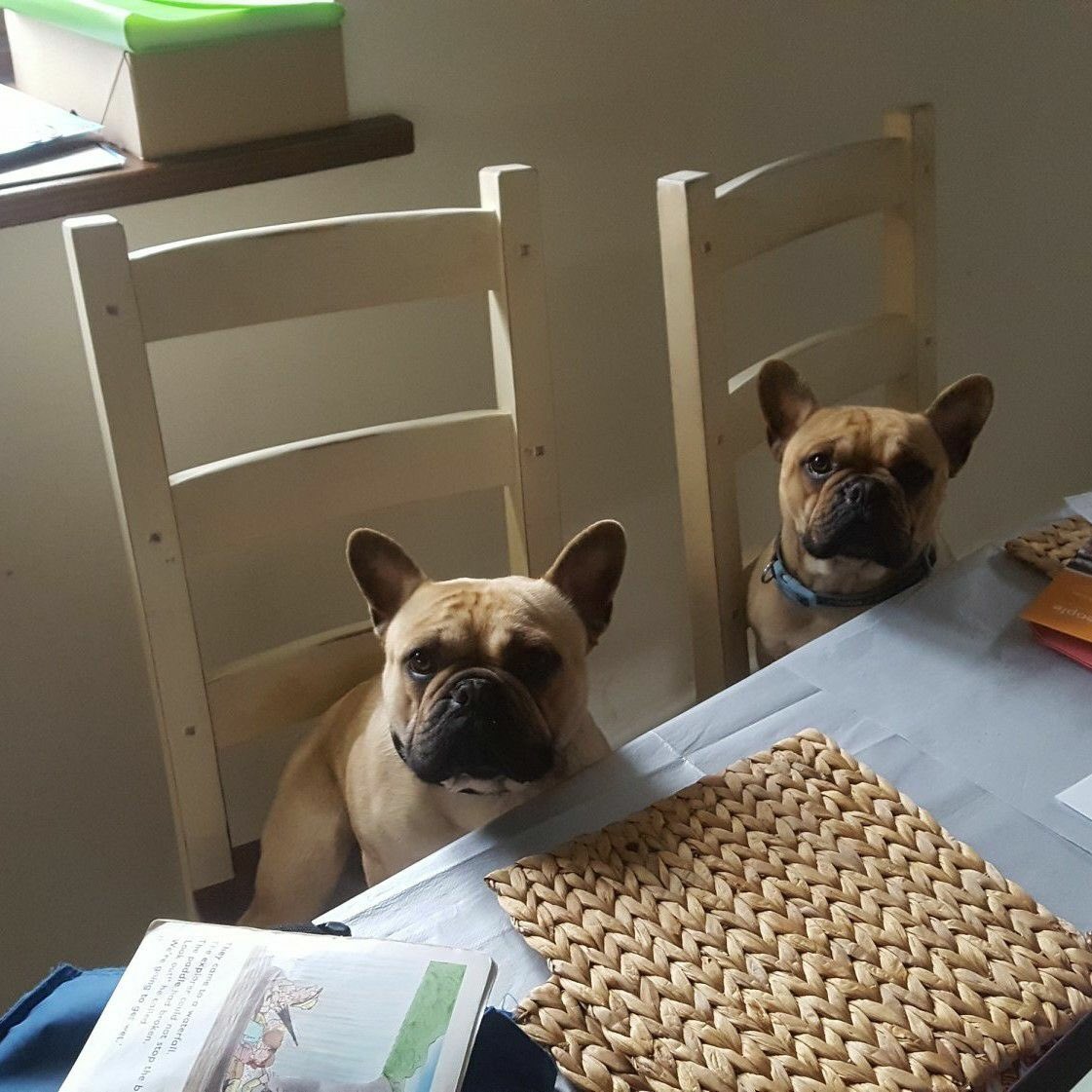 berternieappeal's tweet photo. My 2 French bulldogs have been missing since 10:20am this morning the 9th February 2018 from my home in Govilon, Abergavenny, South Wales. Please help they are fawn with black mask and brothers so very similar https://t.co/uhypstVfCO