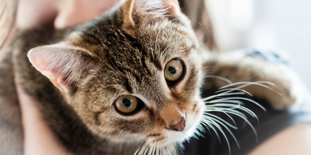 Kumar Goswami tweet media