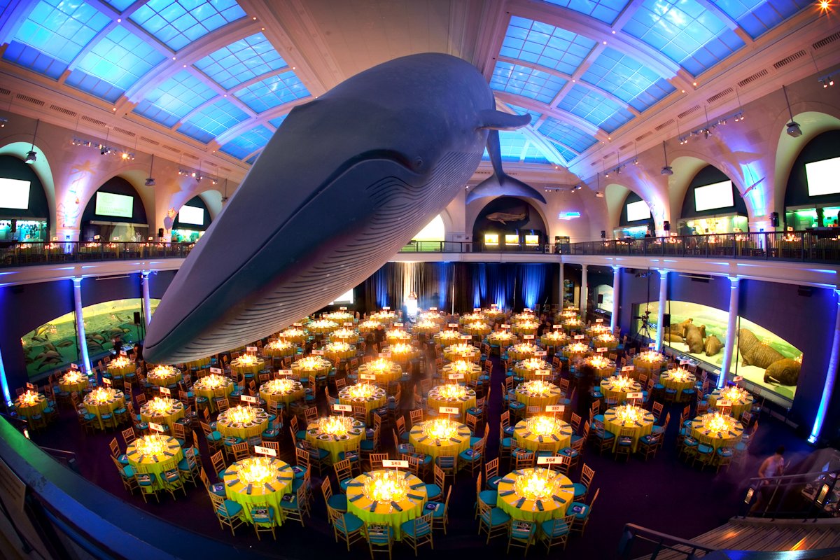 MAAVSTweets's tweet photo. #FlashbackFriday to our event in the Museum of Natural History! 🐋 https://t.co/jGxKCsIZzR