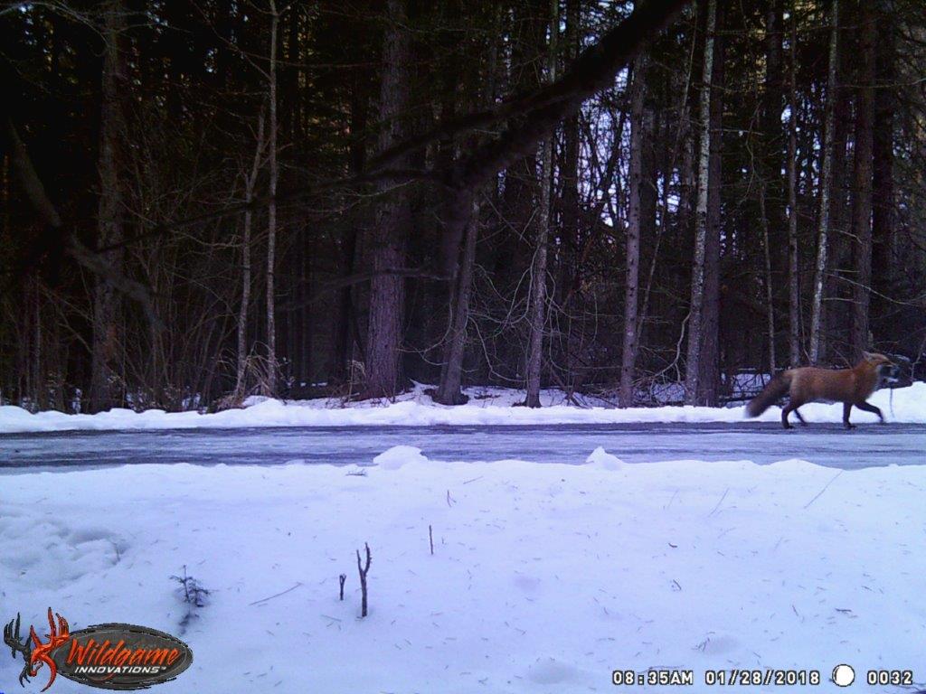 GrundyLkPP's tweet photo. Check out our winter residents at Grundy Lake via our critter cam !! @GrundyLkPP https://t.co/E9rXQUan5f