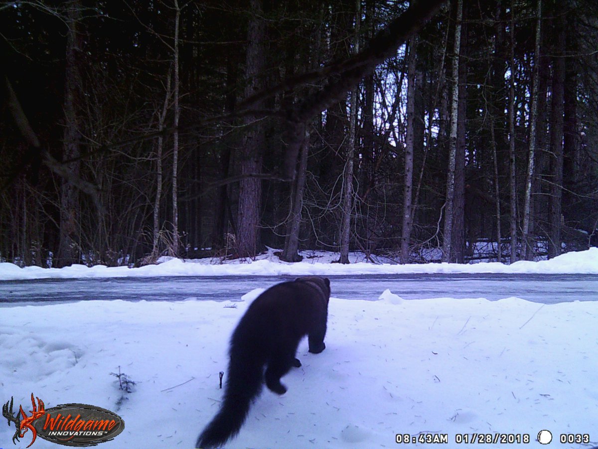 GrundyLkPP's tweet photo. Check out our winter residents at Grundy Lake via our critter cam !! @GrundyLkPP https://t.co/E9rXQUan5f