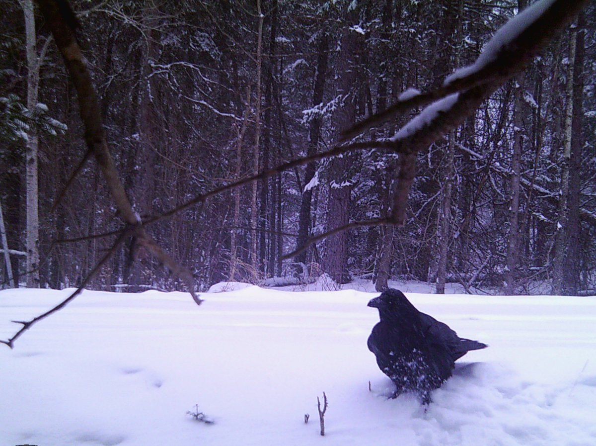 GrundyLkPP's tweet photo. Check out our winter residents at Grundy Lake via our critter cam !! @GrundyLkPP https://t.co/E9rXQUan5f