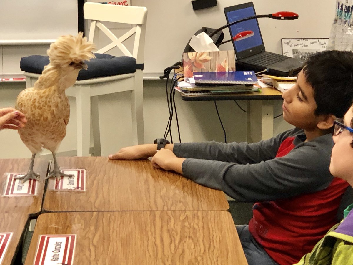 mrsyacoub's tweet photo. #GattisRISE Pets class learned about backyard chickens today! @GattisRRISD 🐔🐓 https://t.co/eGaGLcnIUC
