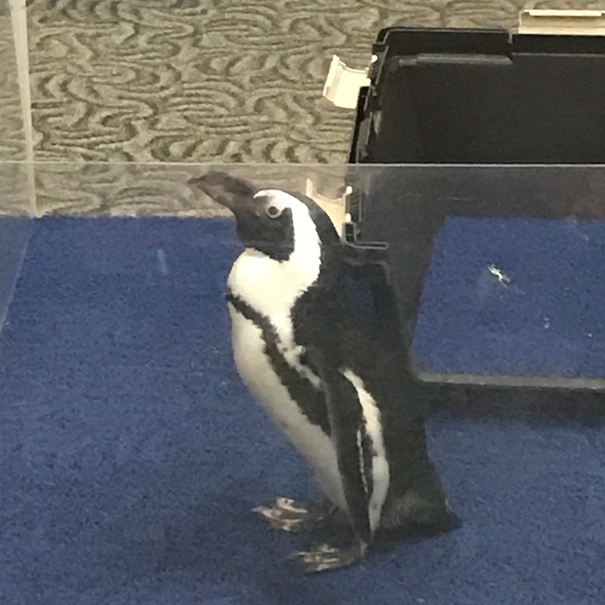 Lilismileygirl's tweet image. This African Penguin from @comozoo came for a visit today. Super cool experience for our 1st graders after researching penguins for the past couple of weeks🐧 #penguinfun