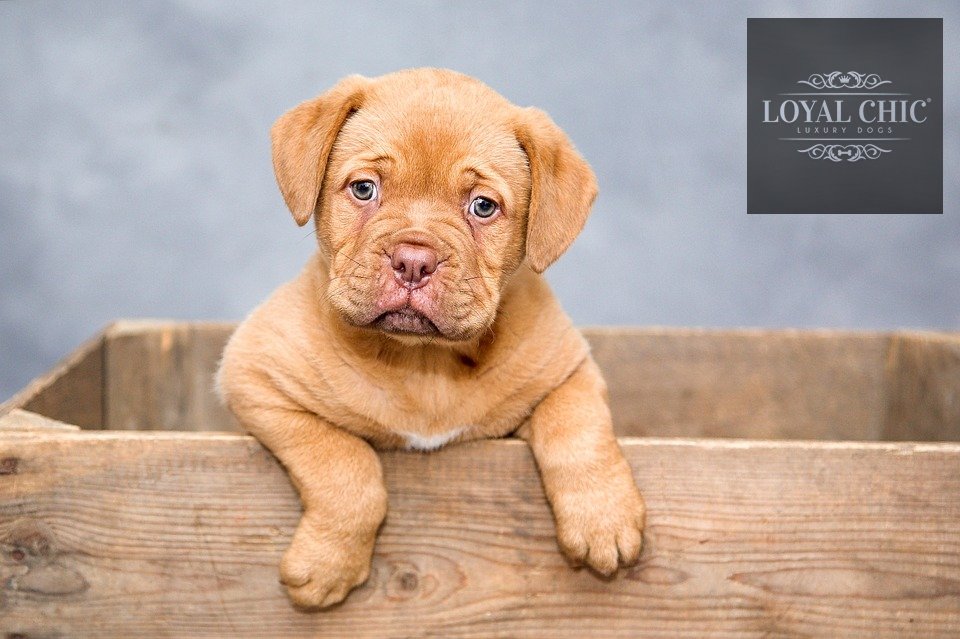 _LOYAL_CHIC's tweet photo. 😍Prendados nos quedamos con la dulzura de este #cachorro, ¿qué os parece #doglovers ? 💞¡Disfrutad del fin de semana con vuestros pequeños! Y recordad que podéis compartir vuestras fotos con la comunidad #LChic Tu #boutique canina en https://t.co/OxSBHo1zhN
😊#FelizFinde 🐕#pets https://t.co/51yBLW8ewS