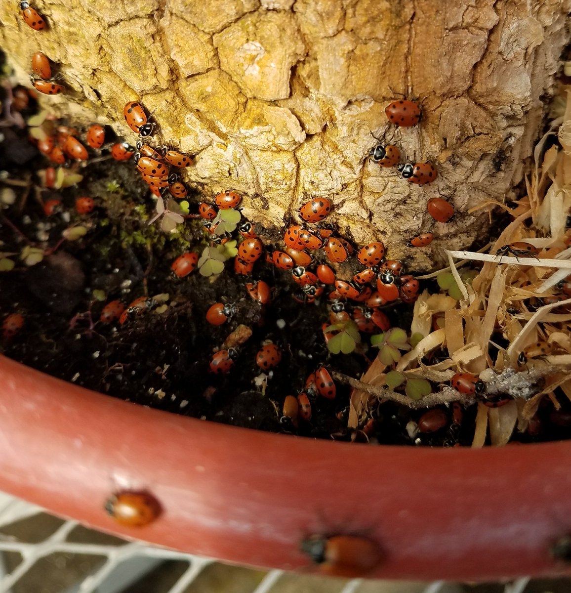 HRHSAg's tweet photo. Horticulture II just releases ladybugs in the greenhouse. Ladybugs are a biological control, rather than a chemical pest control. Ladybugs eat aphids, mealybugs, spider mites, and trips. All major greenhouse pest problems. #ragingridge https://t.co/4xhJvCVxaA