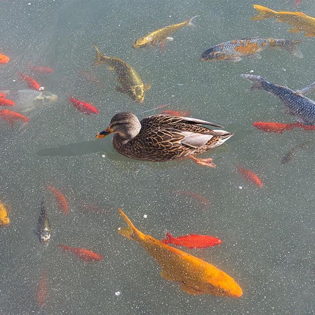 HomesteadResort's tweet image. Everyone is ready for the weekend today!

📷: @angusbeef