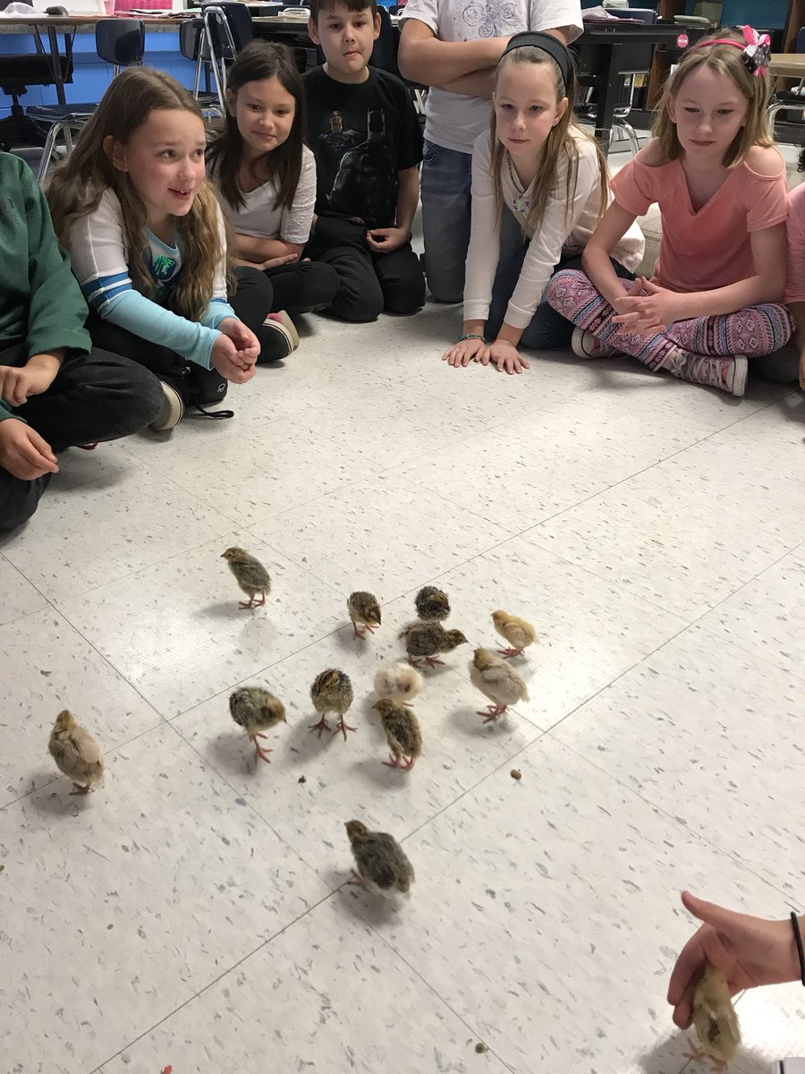 AmandaKorb3's tweet photo. We are sad to see our little quail go. We have loved watching them grow over the last 2 weeks. Our little Henry Quail has gotten so big! #ISD3rdGrade #isdstrong @sftisd @isdscience #scienceisfun https://t.co/AaNRiqMgQ0