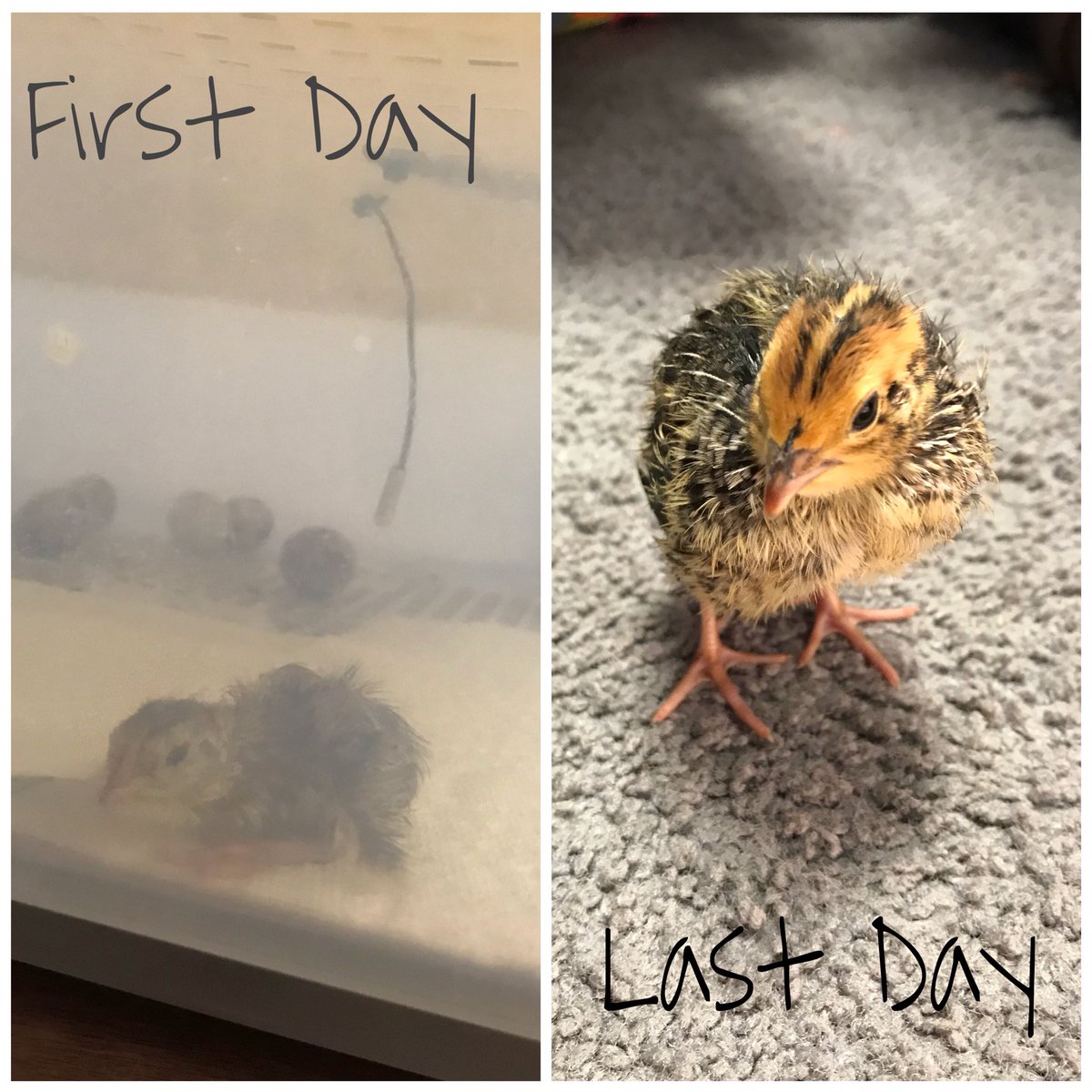 AmandaKorb3's tweet photo. We are sad to see our little quail go. We have loved watching them grow over the last 2 weeks. Our little Henry Quail has gotten so big! #ISD3rdGrade #isdstrong @sftisd @isdscience #scienceisfun https://t.co/AaNRiqMgQ0