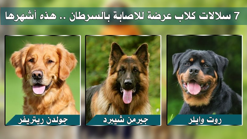 دليل عيادات بيطرية tweet media