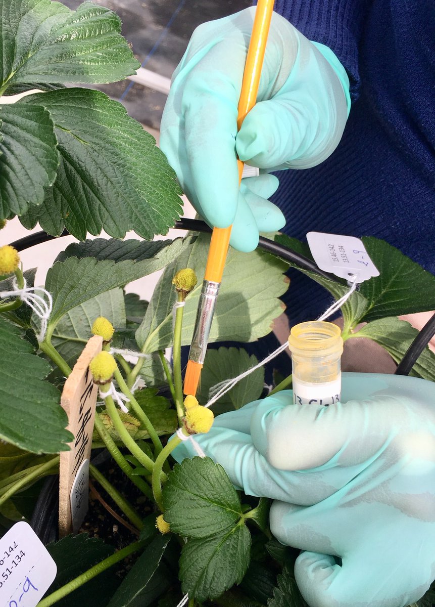 All the receptacle surface needs to get some pollen, otherwise we’ll have cat-face berries. Assisted pollination in #strawberry 🐝 🖌 🍓 🌱 🐱 👩🏻‍🎨<a href="/UFGulfCoastREC/">UF Gulf Coast REC</a> #breeding #pollen #crossing #Fresas #Flowers #art