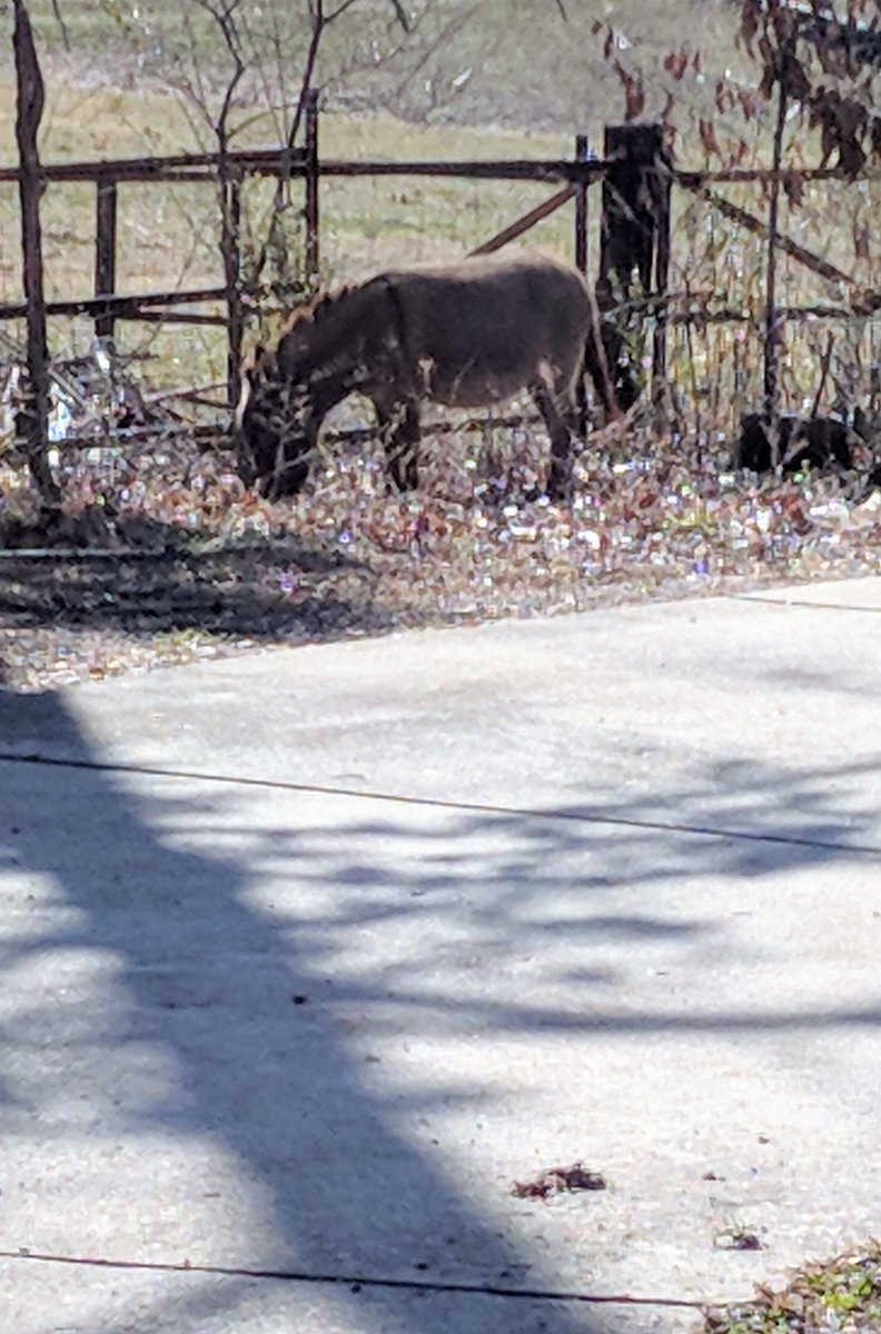 RGNGamers's tweet photo. TFW you find a donkey in the middle of your neighborhood!
visit https://t.co/3BHuGeLkgB or check out our website at https://t.co/MC62q6ubf9! 

Come get #Reckless with us and become a Spartan today. https://t.co/q6mzAODGFC