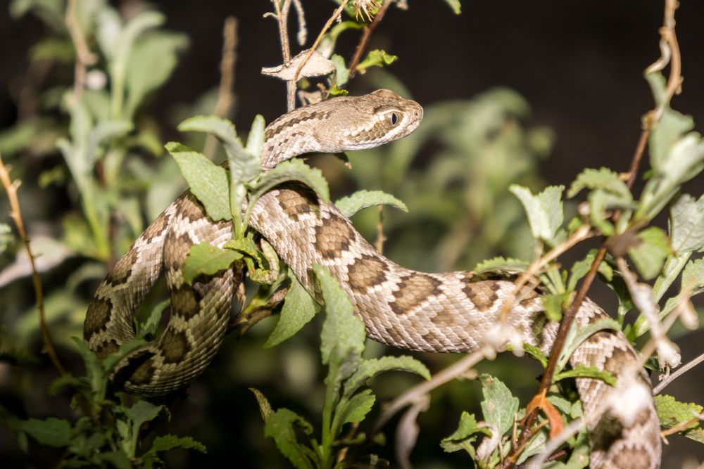 SnakeAdvocate's tweet photo. Another Reason To Save Snakes: They Disperse Seeds (Probably) https://t.co/xTHDG7Ma46 #StopSnakeSlaughter at #RattlesnakeRoundups https://t.co/nyUjKtblie