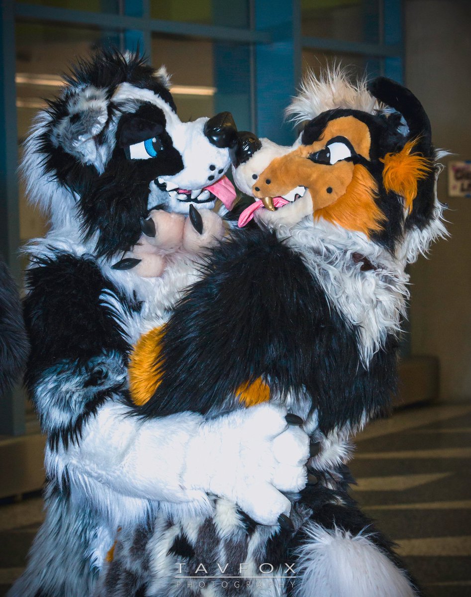 I'm herding boys &amp; girls this #FursuitFriday. From <a href="/XanderW0lf/">Xander Wolf</a> at <a href="/FrolicParty/">FrolicParty</a> last weekend, to <a href="/SyrupDesolation/">Furiosa Mantra🥞👑</a> in Shasta/<a href="/wild__life/">𝖜𝖎𝖑𝖉𝖑𝖎𝖋𝖊</a> at #FC2018
📸 by <a href="/Pup_Leo/">Kory💜Miki💙Razz</a> &amp; @Tav_Fox! Amazing photos guys!!!