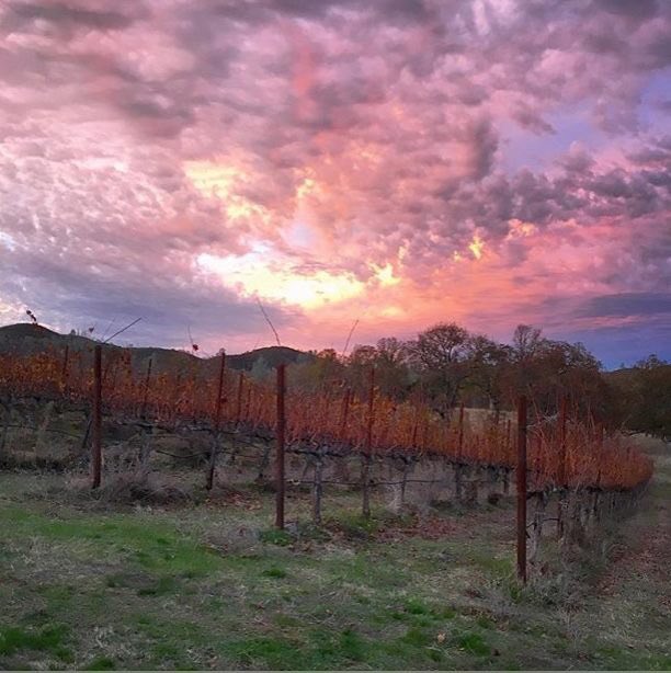 Michael’s Vineyard at Sunset. Home of the 91 point Bootleg Reserve Sauvignon Blanc <a href="/WineEnthusiast/">WineEnthusiast</a> <a href="/LakeCountyCA/">Visit Lake County,CA</a> <a href="/FarmerAhlmann/">Christian Ahlmann</a>