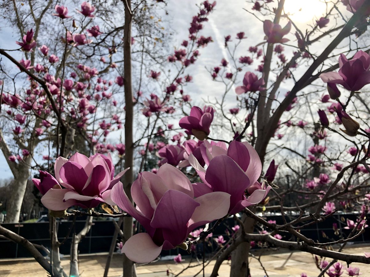 ChicoState's tweet photo. Early spring, doing its thing. 🌼🌺🌸 https://t.co/mn4IC5JgTM