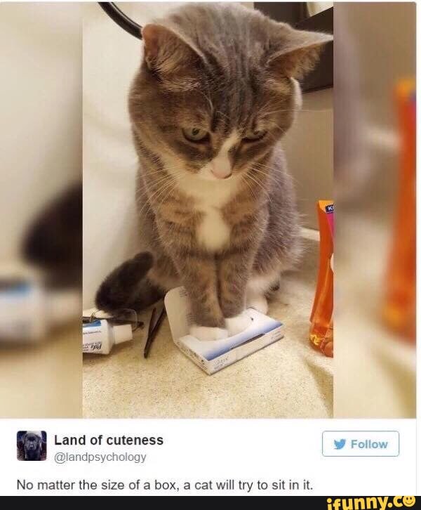 CancerTicking's tweet photo. #cats #10at10 #AlternateFeatures 
https://t.co/pU8QbedifA
#iFunny https://t.co/nCeqdX5Mg5