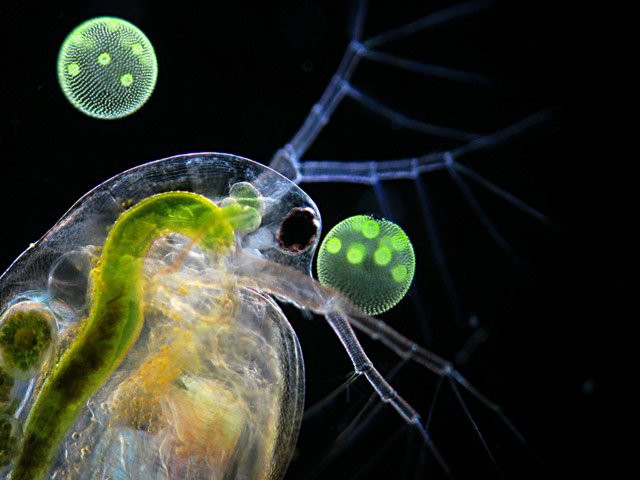 MSc_aquaticUCL's tweet photo. #Zooplankton hunting in the Hampstead Men's Pond today - hoping for some stunning #Daphnia in the samples. Just love these London park lakes :)@UCLgeography @willooliver @Karolin_n @AnnaGraceMac @CaijiH @hstone_ @Nelaniefcb https://t.co/mbDZfCQ1YA