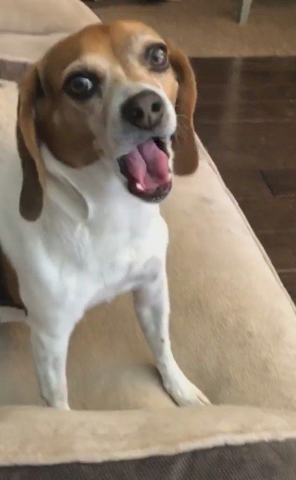 LALATE's tweet photo. @tina_tmjohns520 @LeeAnneLocken @APabloIsForever ... and Vimeo page.
🐶#CarlyB 🐶#mixtape dropping in Q2 ✅#LIT https://t.co/KvT0ENnTXc