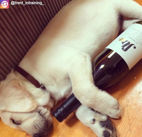 Looks like someone had a rough day! #FATbastardWine #FATbastard 

Thanks for the tag from trent_intraining_ in Australia!