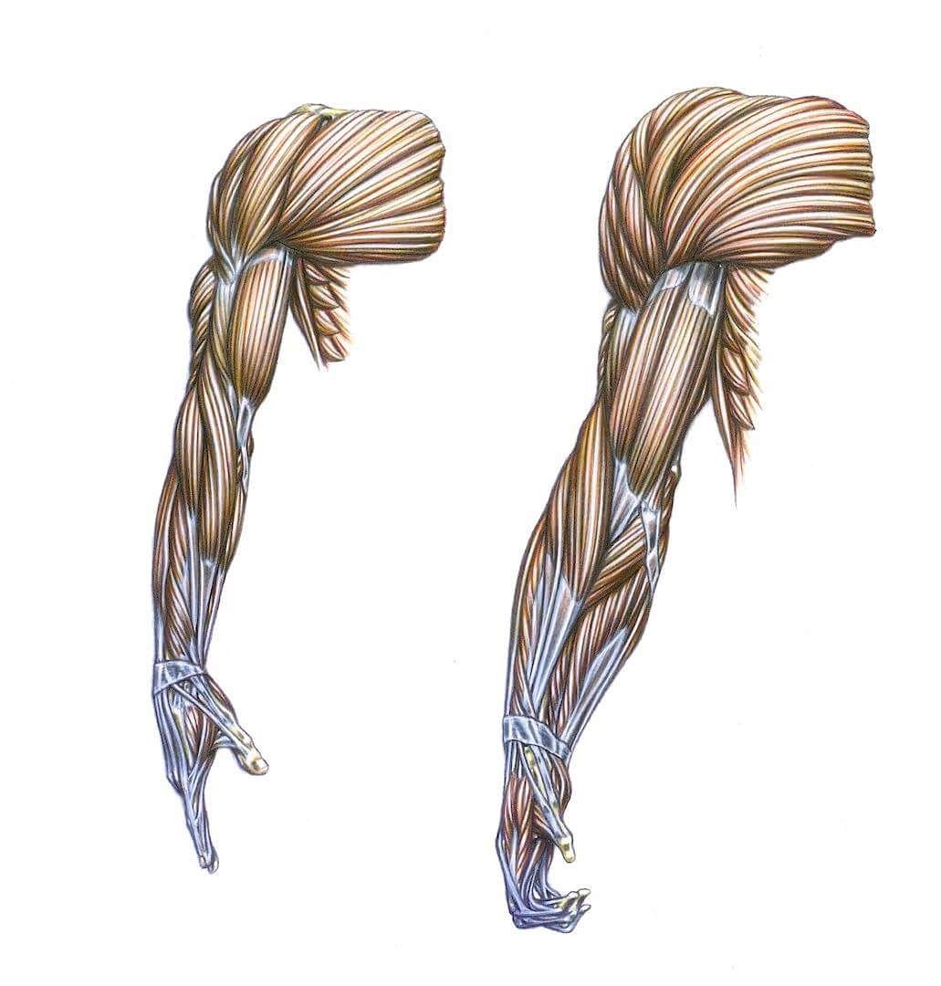 Delavier_Fred's tweet photo. J'ai fais ce dessin d'anatomie pour comparer le bras d'un homme et celui d'un gorille. https://t.co/KX1Jgppup3