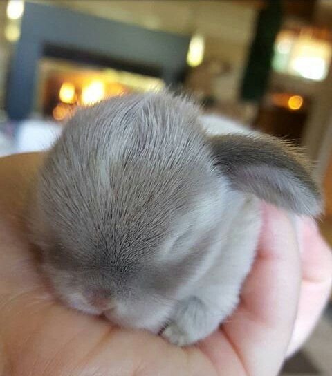 ctullbane's tweet photo. #authorconfession Feb 9: All plot bunnies have been succesfully wrangled and are now sleeping peacefully.
#amwriting #amediting #ammostlyquerying https://t.co/8OGvPhThcp