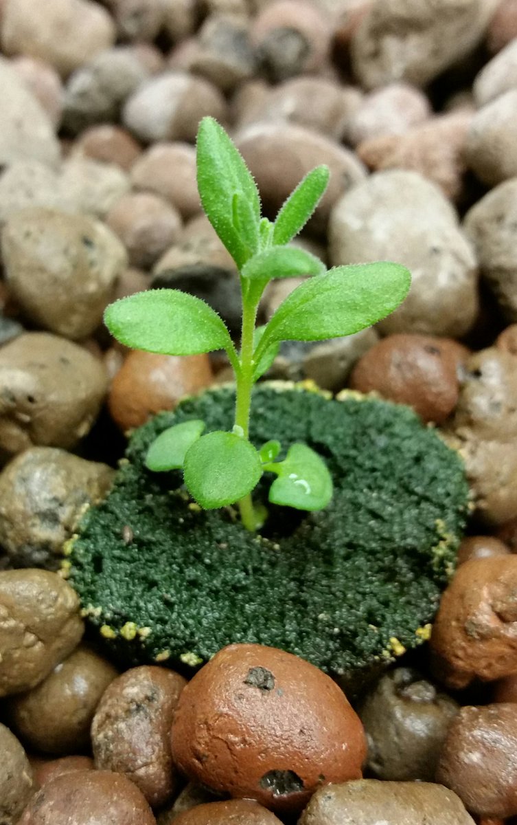 wnchem's tweet photo. 10 days after transplanting lavender into our aquaponics system. Will be iteresting to see how plants deal with constant water flowing to roots. Soil-based lavender doesn't like wet roots. #WNaquaponics #WNsoapProject https://t.co/AcWI9VaPDN