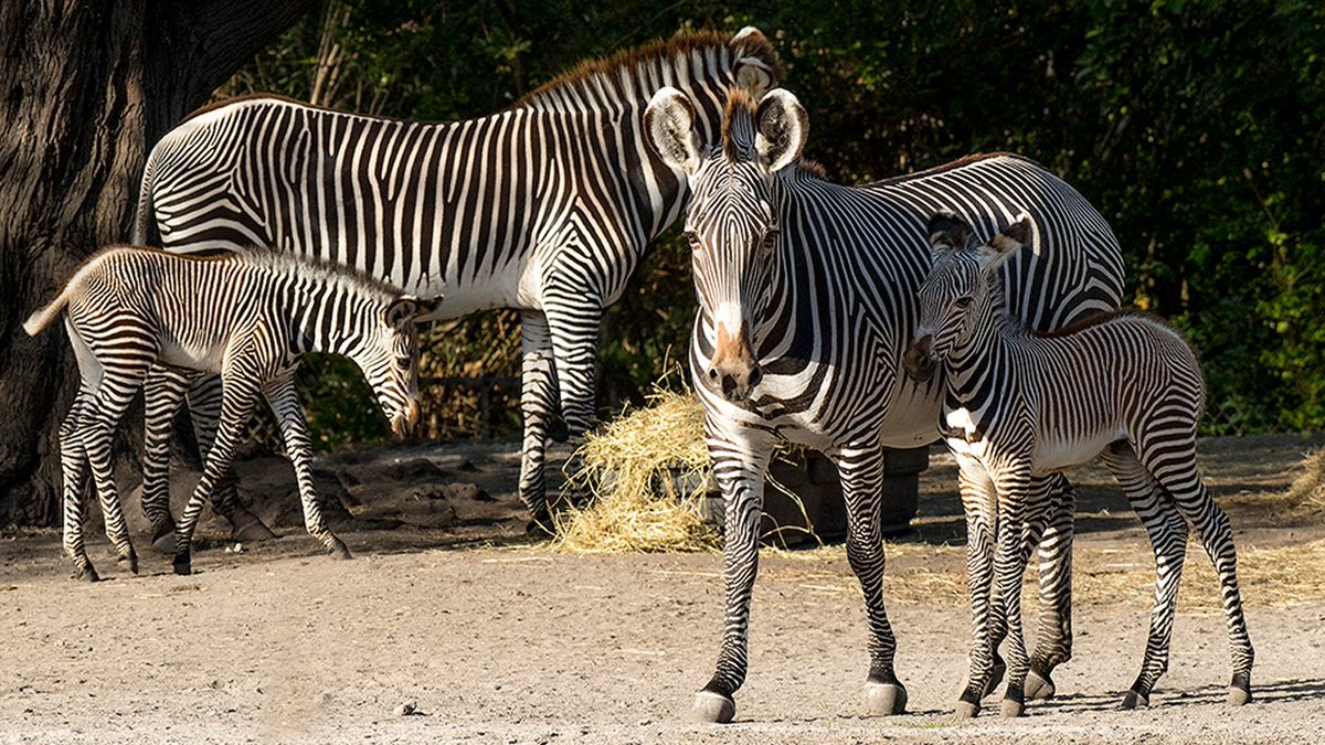 So cute, @zoomiami welcomes 2 newborn endangered zebras bit.ly/2ESroKp?utm_so… https://t.co/cZ7V3pJQwz