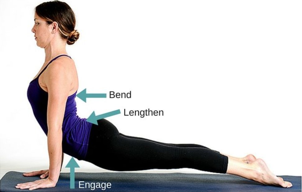 Yoga_Journal's tweet photo. In #UpwardFacingDog, the most vulnerable body parts are the low back + wrists—here's what you should know. #yogatips https://t.co/SOqHyIgqXF https://t.co/xUG64D5Rp6