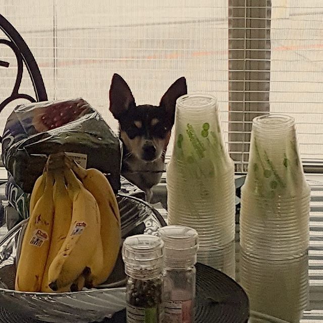 stevenfies's tweet photo. Look who I found! #aryadog #covertoperations #kitchenmischief https://t.co/rUm0AZXKrw