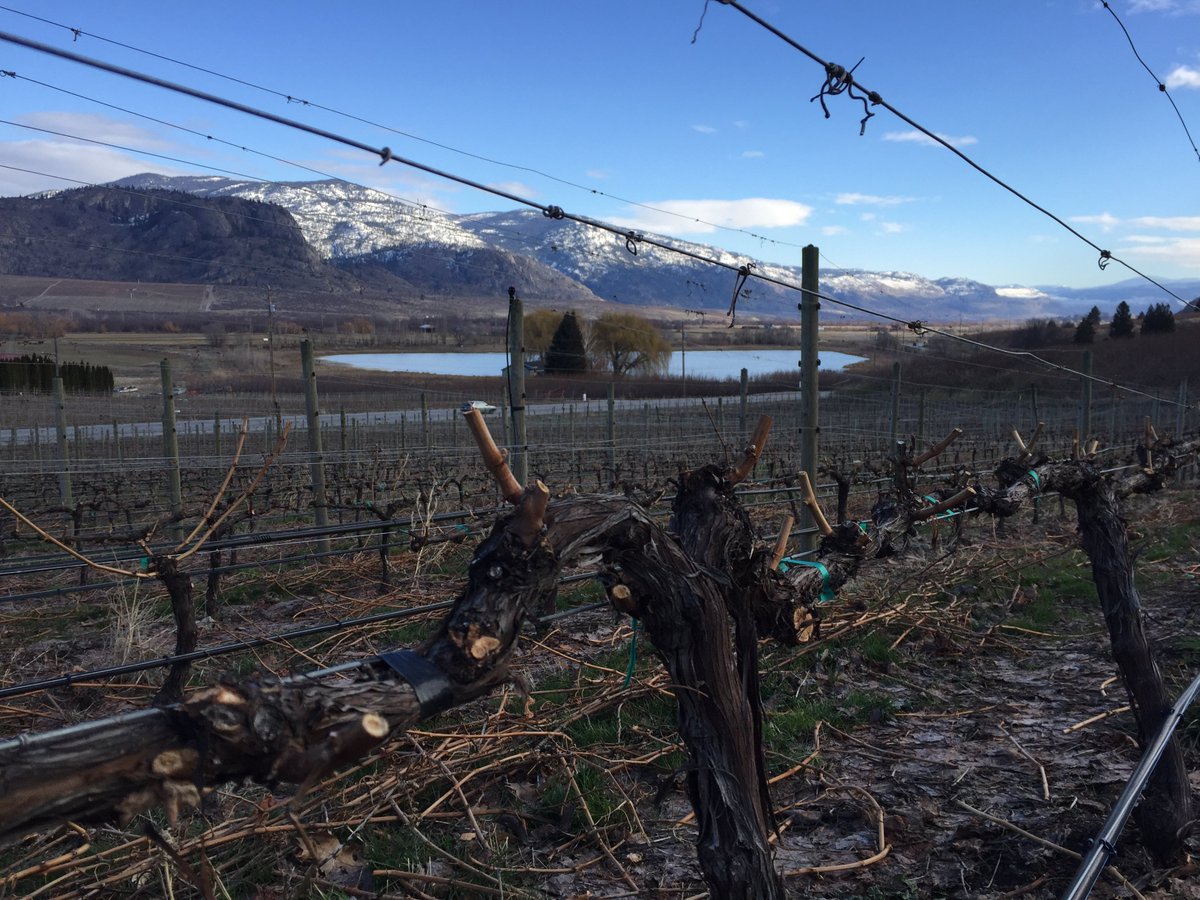 It's pruning season! Our team is hard at work preparing the vines for the 2018 vintage.

Even better news: the tasting room is re-opening on March 3rd! We will be open on Saturdays and Sundays in March from 1-5pm. We look forward to seeing you then!