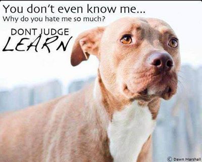 There is no such thing as dangerous breeds, but there is no shortage of dangerous humans. Dog fighters, abusers, puppy mills, backyard breeders, this scum is the real danger. Ban scumbags not dogs! "We are the voice for those that cannot speak"