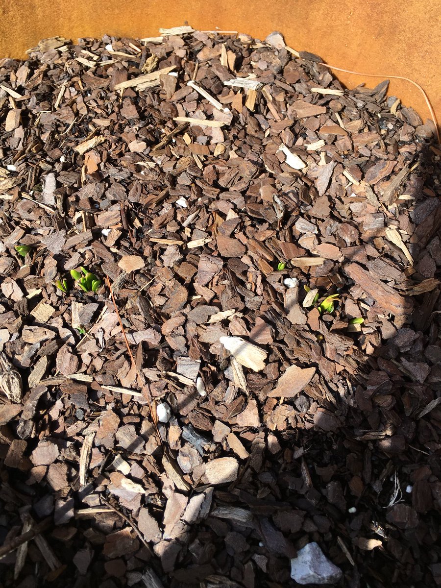 Hmmmm...something new growing in the flower pot. I didn’t plant them. #volunteerflowers #sqirrelgardeners #waitandsee