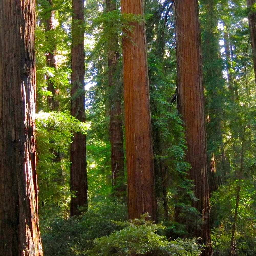 ucdavisbiology's tweet photo. 🌲🌲 Did you know that the genetic code of a coast redwood is 12 times larger than that of a human being? @UCDavis Prof. David Neale is mapping this genome to help redwoods survive man-made threats. #FridayFunFact Via @WashingtonPost: https://t.co/tuar4VhXtd https://t.co/6ha4a9GSzs