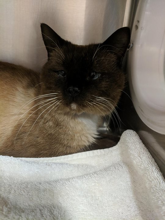 cobbkitties's tweet photo. This is Ian

ID 602686
Date Acquired: 2/8/2018
How Acquired: Stray
Adoptable on: 02/15/2018
CAT1 629
Name: Ian
Age: 4 yrs
Gender: Male
Color: Siamese Snowshoe
Coat: Short
Tail: Long
Health: Good
Temper: Sweet

Cobb County Animal Control is located at:
10… https://t.co/DdRCK3ze9Y https://t.co/5KYXYPIStW