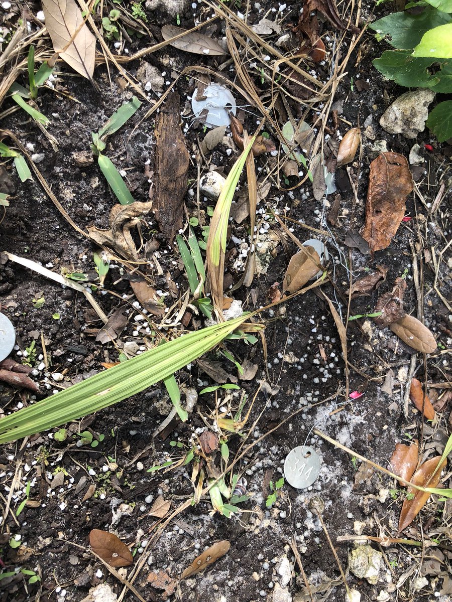 Week 4 of <a href="/millionorchid/">MillionOrchidProject</a> with the SNHS #HML. We are trying to save the orchids!!