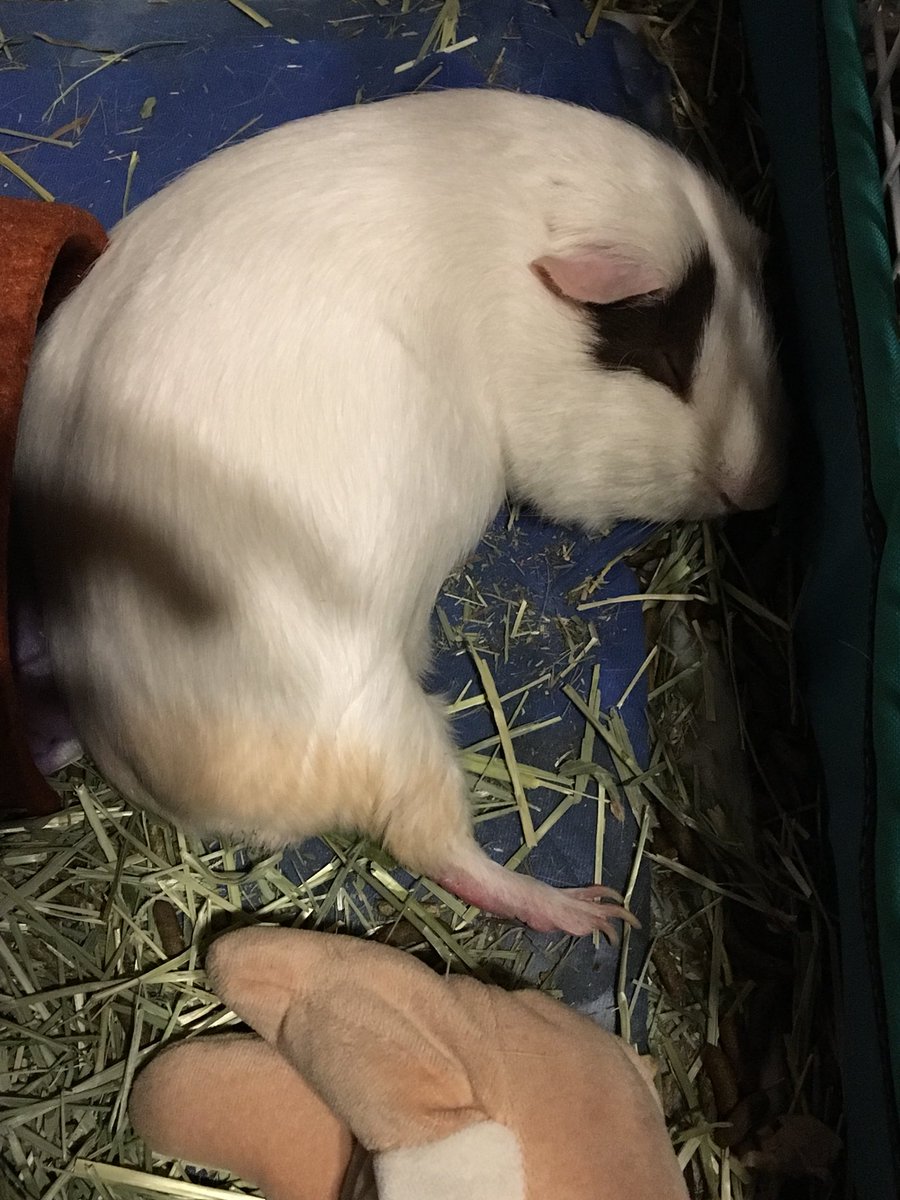 Guinea Pig Sanctuary (SanctuaryPig) Twitter