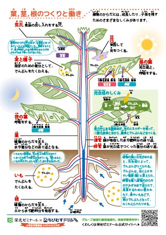 ちびむすドリル Twitter પર 本日公開しました 栄光ゼミナール ちびむすドリル 小学生学習教材 スペシャルコラボ ２月の学習ポスター クイズテスト 高学年用 低学年用 小学理科 植物のつくりと働き T Co Xrv8udrl6x 植物がどのように成長