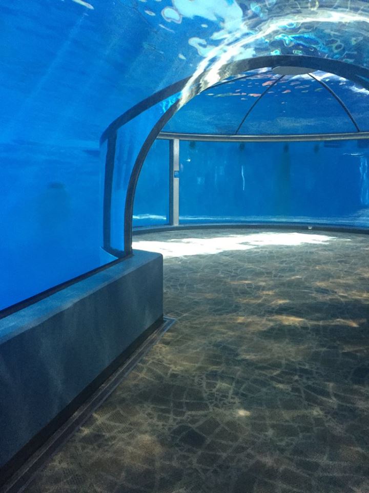 ReynoldsPolymer's tweet photo. Experience the @IndianapolisZoo's #DolphinDome sitting 5' below water &amp; offering 360 degree #views. https://t.co/o7El1oTIt2

#IndianapolisZoo #ReynoldsPolymer #webuildtheimpossible #acrylicexperts #customaquariums #indy #zoo #aquarium #reynoldspolymertechnology https://t.co/IFzj1Re4Z9