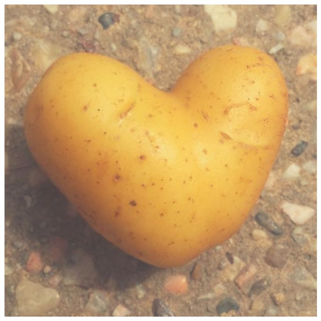 M_A_Shieldhouse's tweet photo. A little love potato.  Thanks @thefallsfarm !

#nature #naturelover #potato #mashieldhouse #naturephotography #savetheplanet #feelgood #vegetables #funnyshapedfood #buylocal #organic #farmfresh #thefallsfarm https://t.co/5x4mhxGdZl