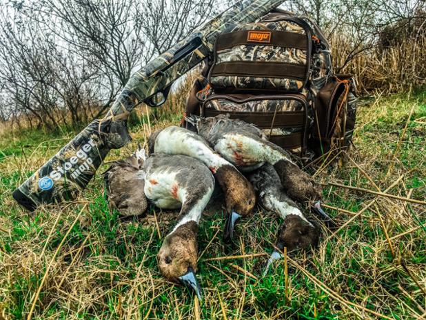 Mojo_Outdoors's tweet photo. The @Stoeger_USA M3500 and new Elite Series Pintail decoy is a deadly combo. Great hunt here in Mexico with Wide Open Outfitters.
.
#mojooutdoors #eliteseriesdecoys #mojopintail #stoeger #m3500 #worksashardasyoudo #wideopenoutfitters #mexico #redheads #pintails https://t.co/wV3eVWikCW