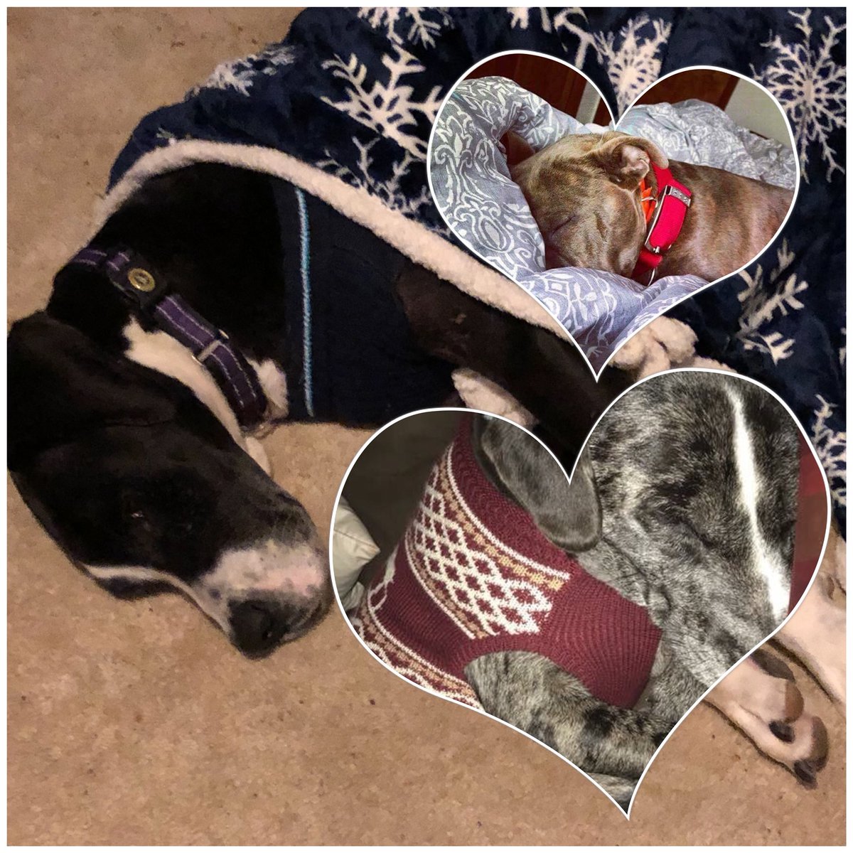 Petsrescue2015's tweet photo. Every happy ending have there story behind it.

No matter what size or breed they’re are what matter his having a beautiful safe Life’s ♥️

Follow us on Facebook @Petsrescue86 https://t.co/Bpkc5V7NGU